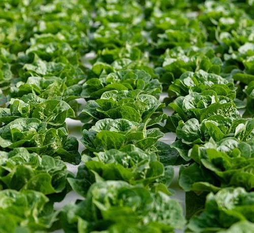 Read article Alumna helps Revolution Farms keep lettuce local